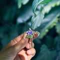 Nightshade Flower Enamel Pin Deadly Poisons Flower