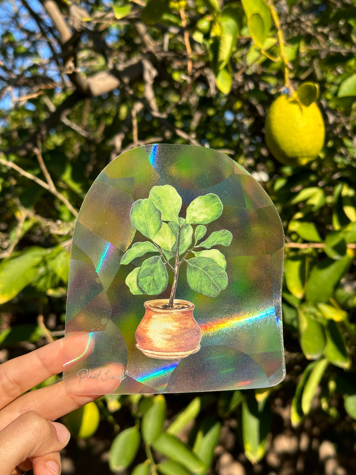 Suncatcher Window Decal Sticker Crystal - Fiddle Fig