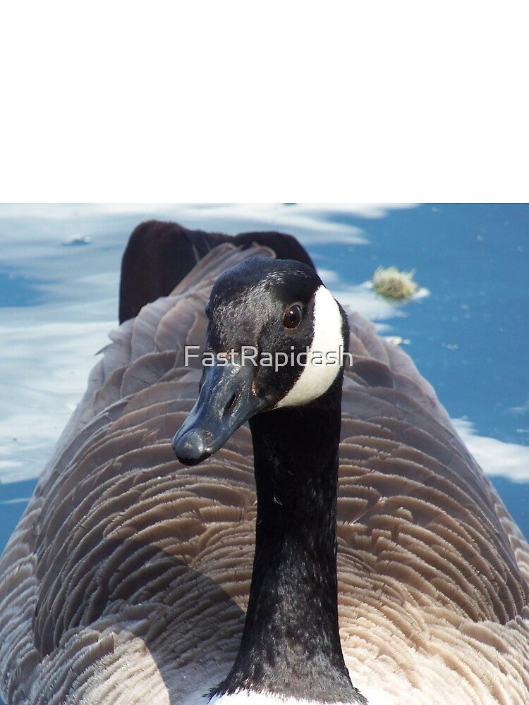 Canada Goose (Branta canadensis) by FastRapidash