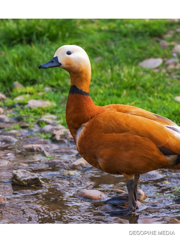 The wild goose by the water, photography design by DegoPine  Art Studio