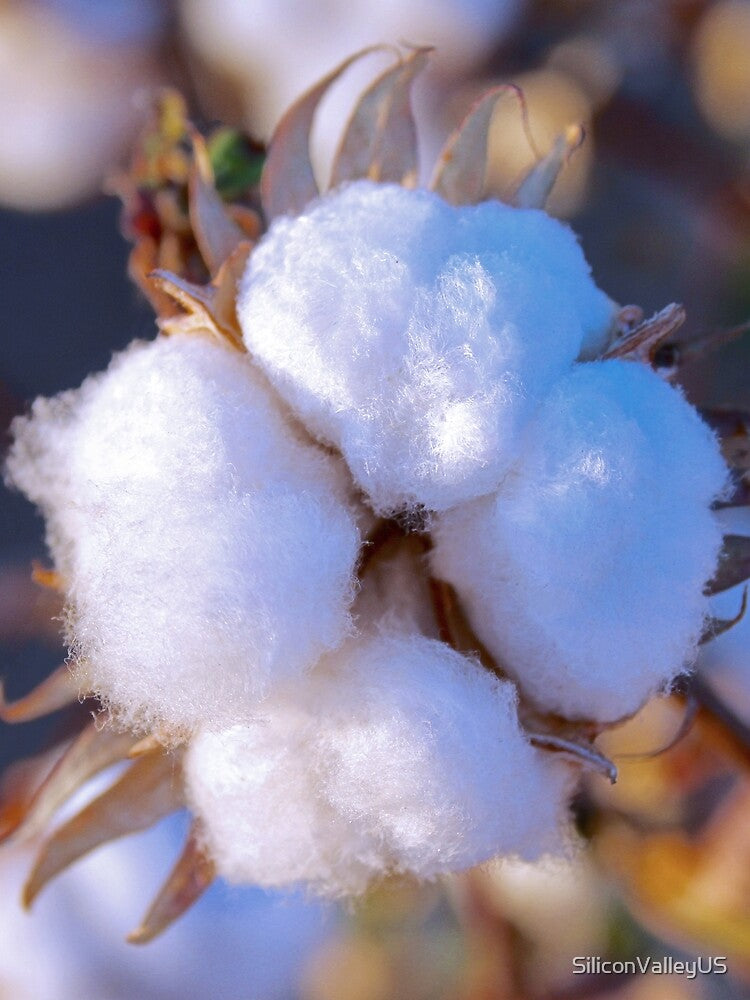 Whispers of White: The Delicate Cotton Blossom by SiliconValleyUS