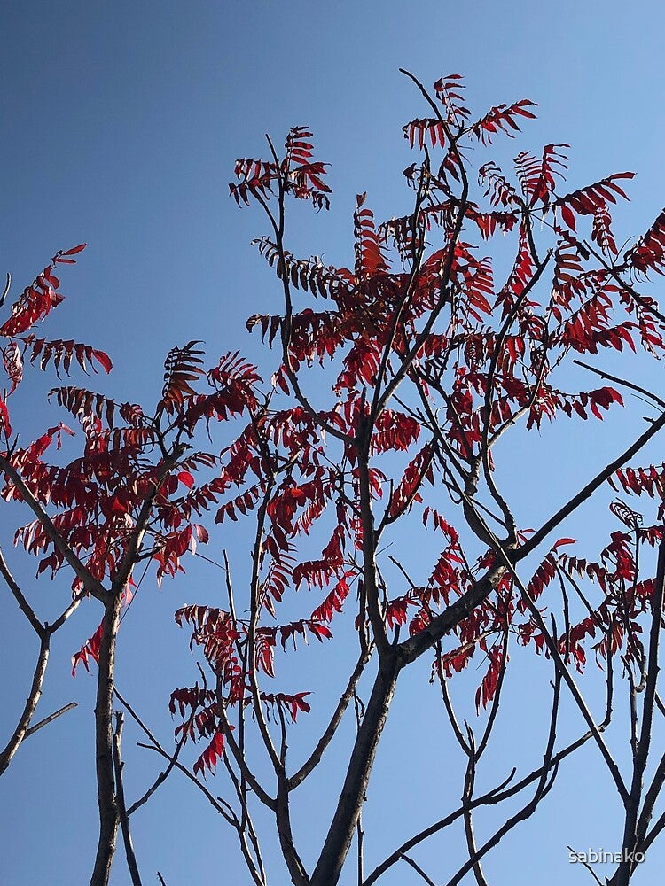 Beautiful Trees Photo by sabinako