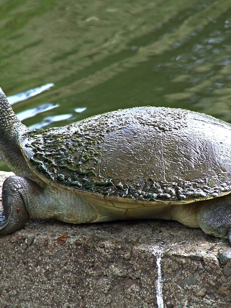 City tortoise catching some rays by Kerry LeBoutillier