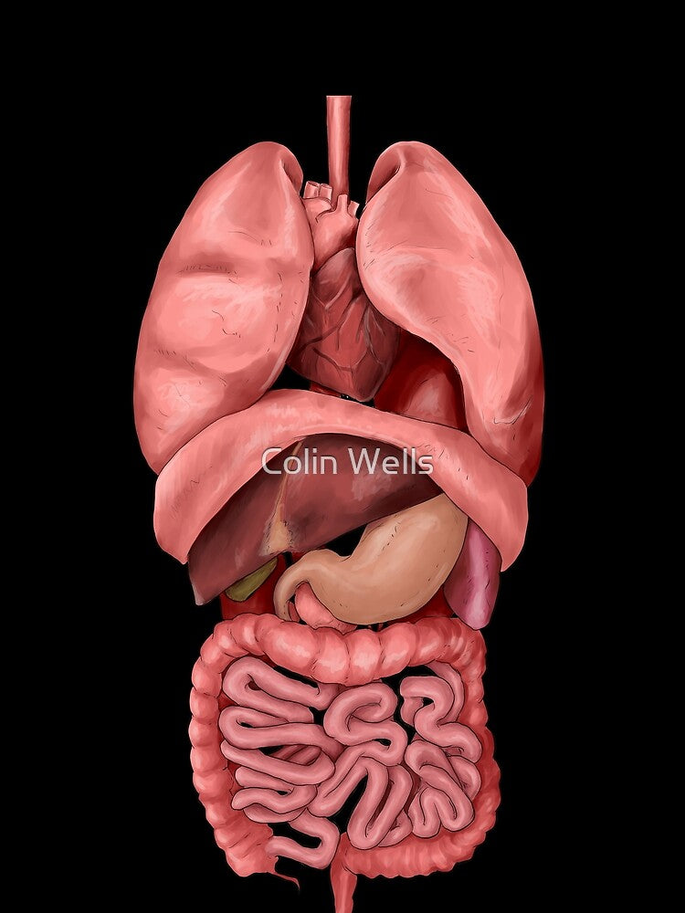 Internal Organs by Colin Wells
