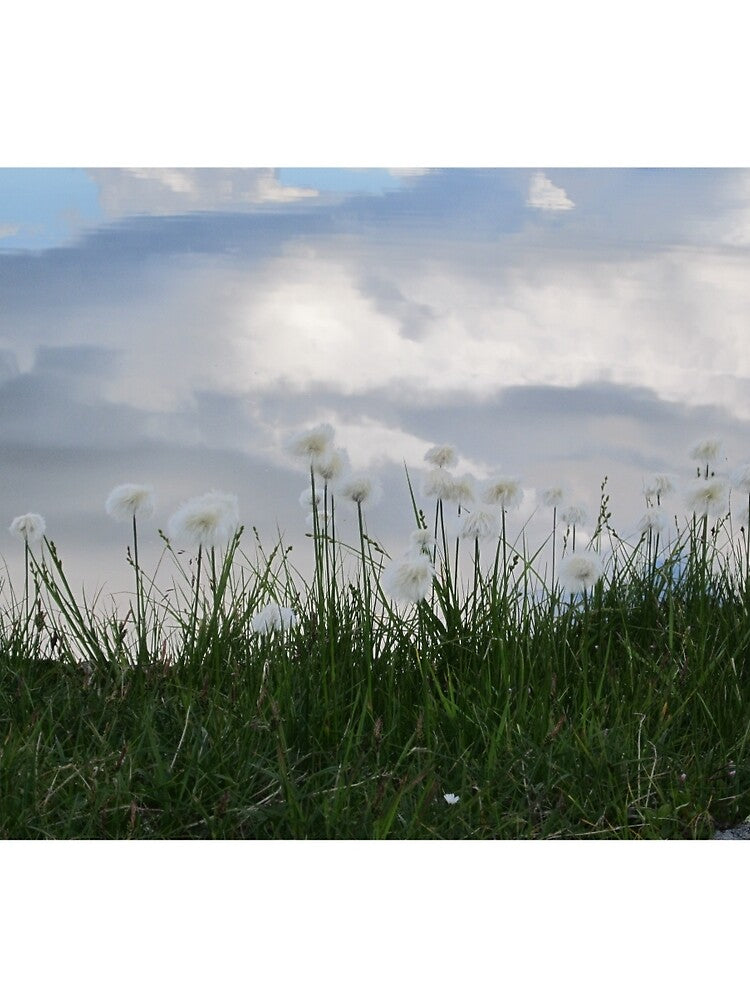 Cottongrass by Ethuil
