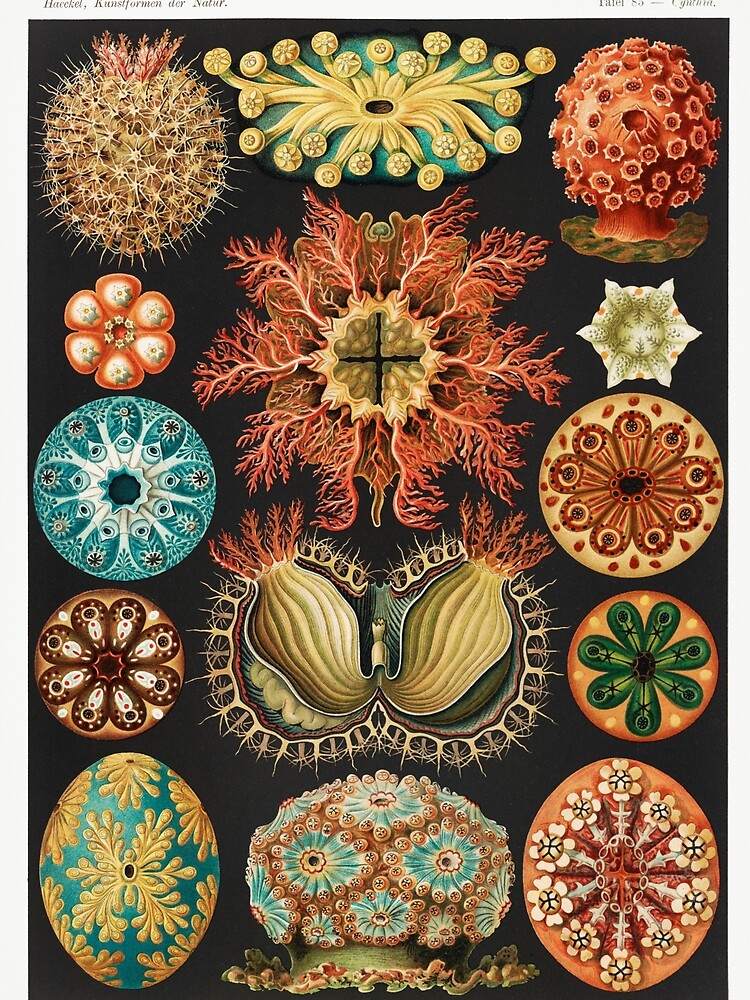Ascidiae–Seescheiden from Kunstformen der Natur (1904) by Ernst Haeckel. Original from Library of Congress. by LenaShines