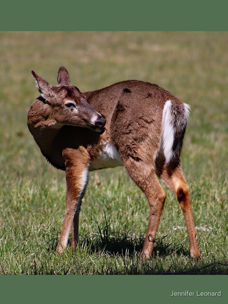 Deer by Jennifer Leonard
