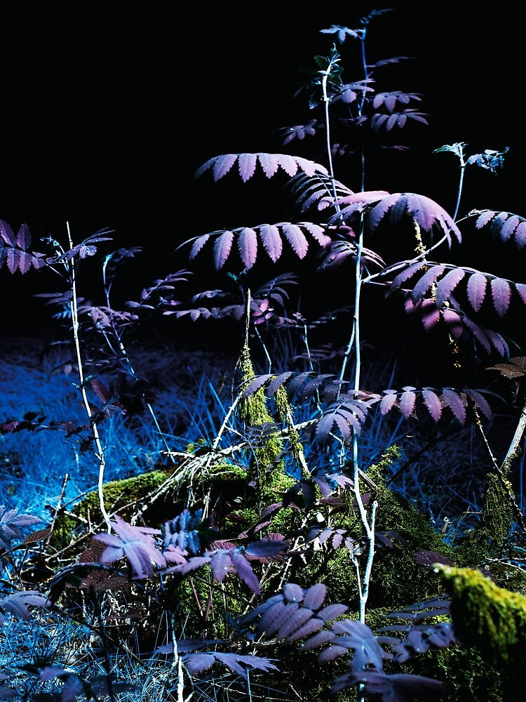 UV Landscape III by Psilographics