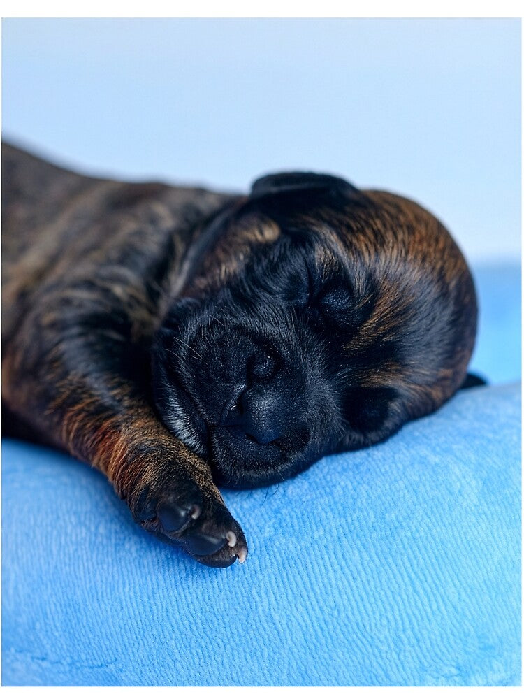 Brindle Newborn Puppy Sleeping on Blue Pad - Tiny Dog Portrait - Calm Pet Photography by WildGentlemen