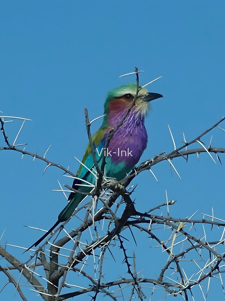Lilac-breasted roller bird - Etosha, Namibia by Vik-Ink