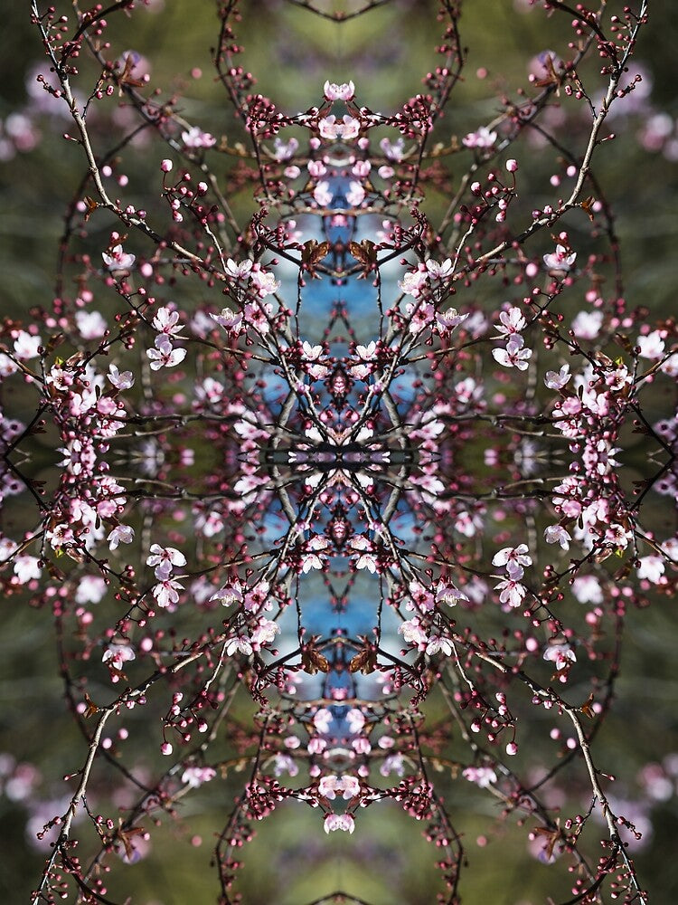 Pink cherry blossom magic # 2 by Psilographics