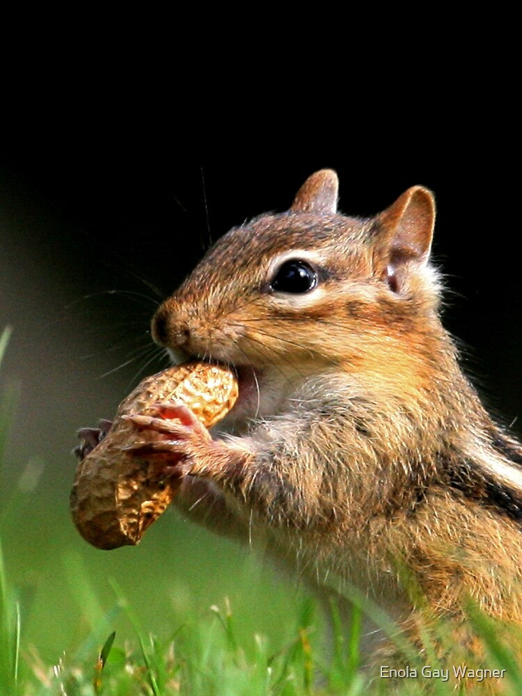 Chipmunk enjoying a snack by Enola Gay Wagner