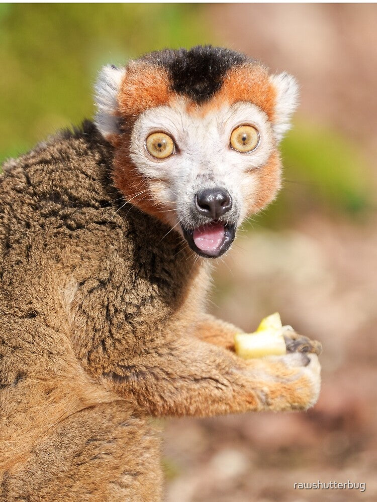 Crowned Lemur's Surprise A Candid Expression by rawshutterbug