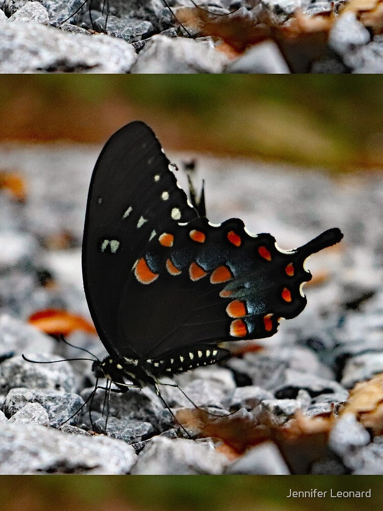 Swallowtail Butterfly by Jennifer Leonard