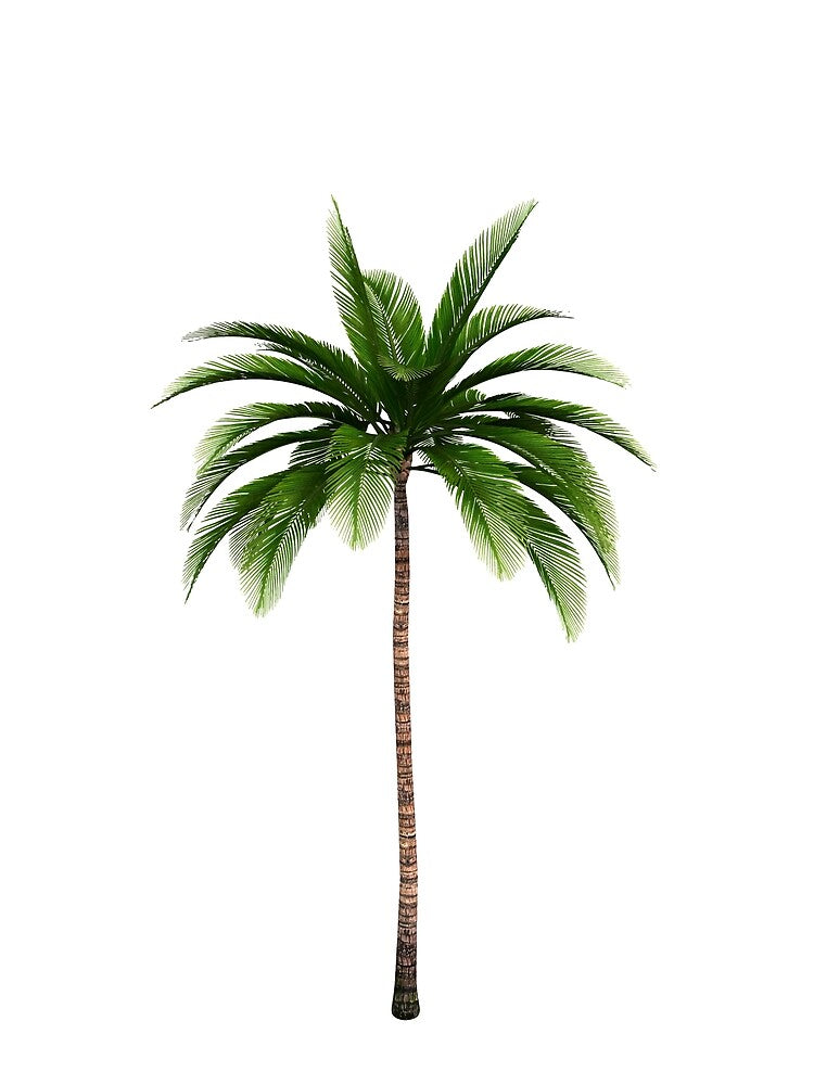 Minimal Palm Tree Design by JoyforU