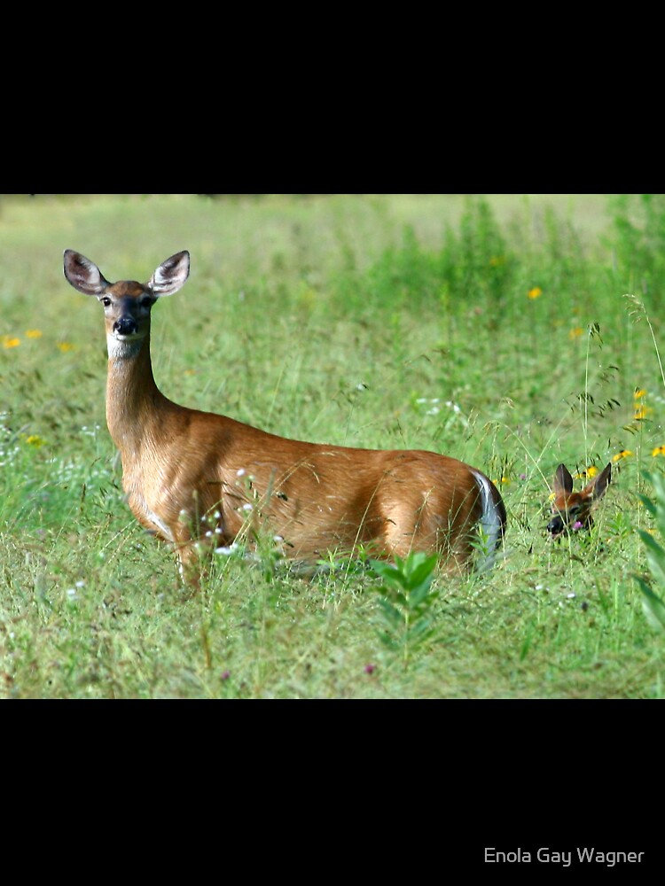 Doe in the field by Enola Gay Wagner
