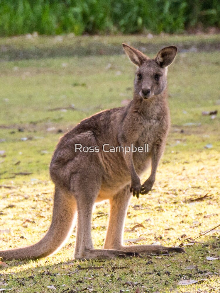 Mob of Eastern Grey Kangaroos by rossacampbell