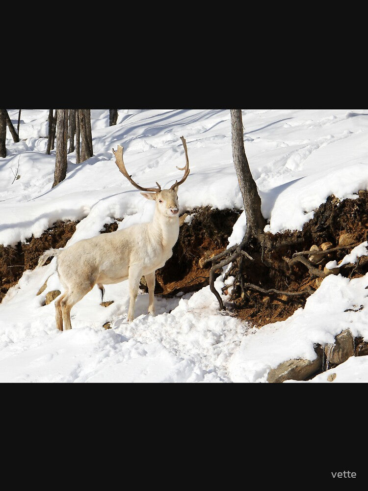 Unusual White Deer by vette
