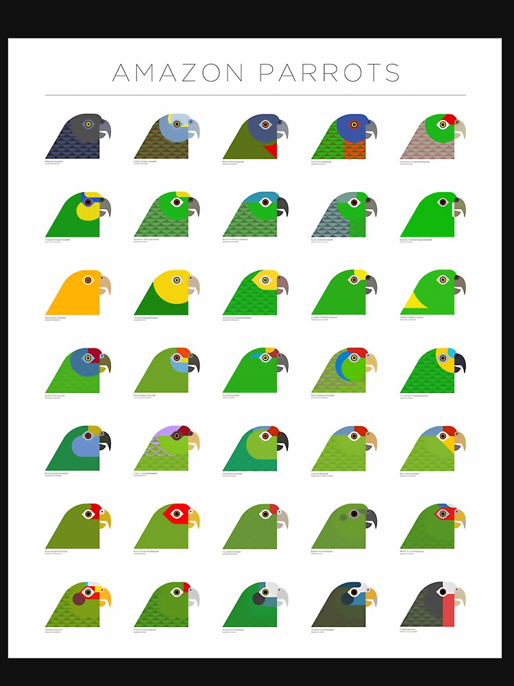 Amazon Parrots by qbdzcfwrtxc67