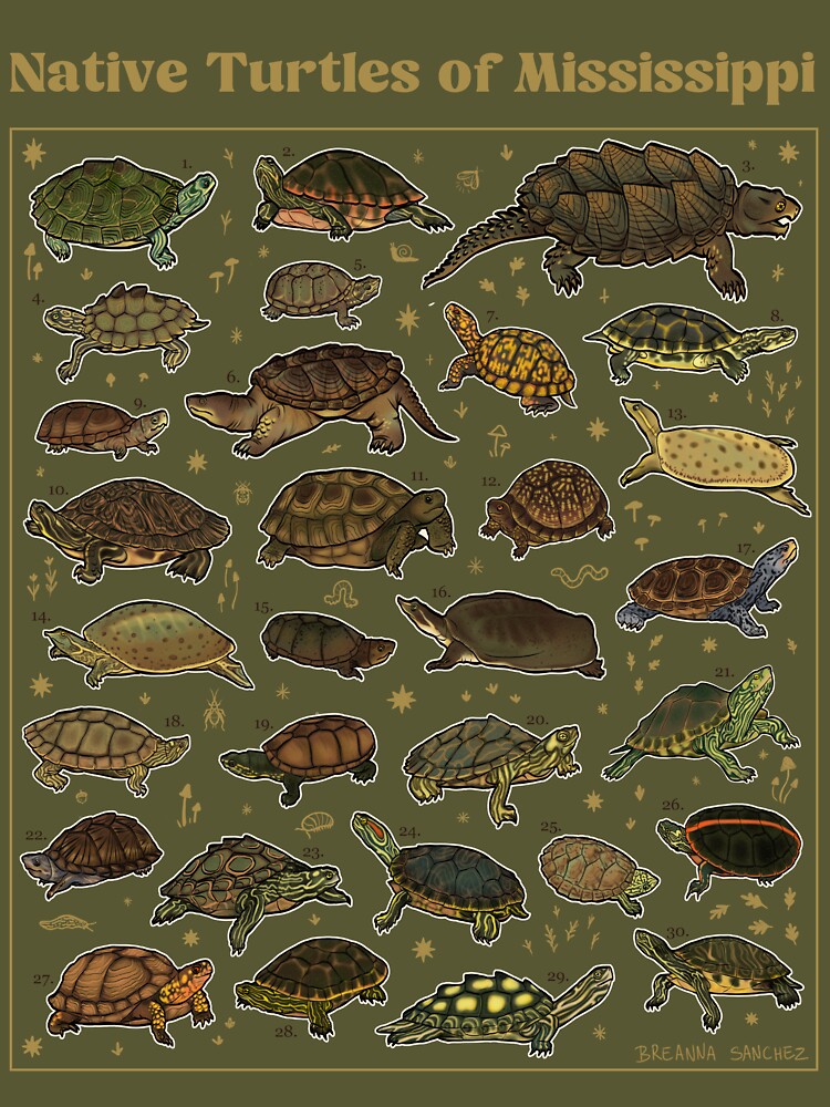 Native Turtles of Mississippi (Light Text) by Breanna Sanchez