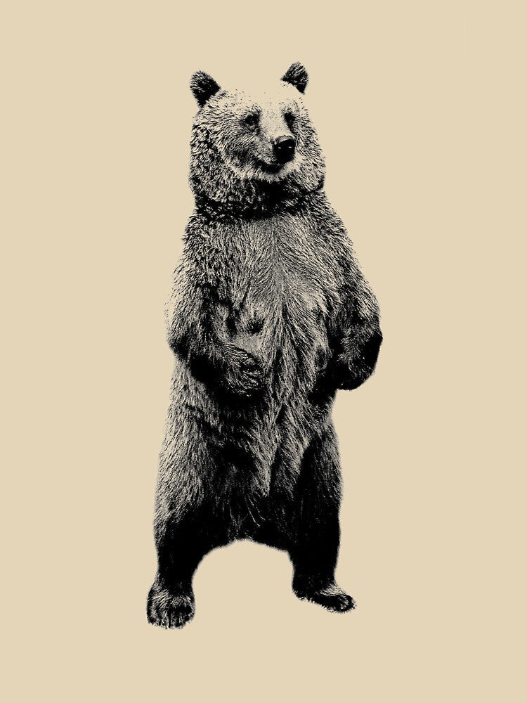 Bear Standing Up. Wildlife Digital Engraving Image by Digital Eclectica