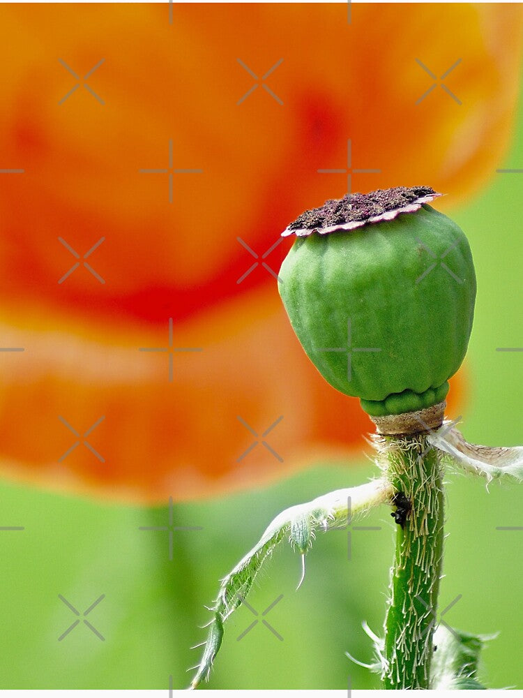 Poppy Seed Pod No Petals by DesignMore21