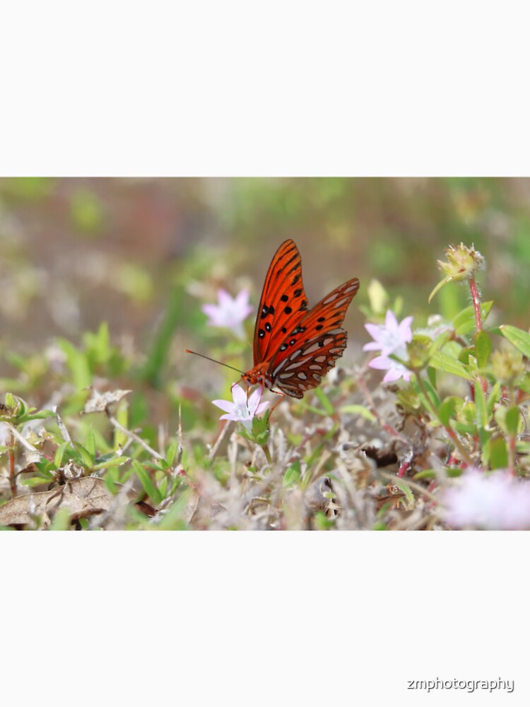 Butterfly by zmphotography