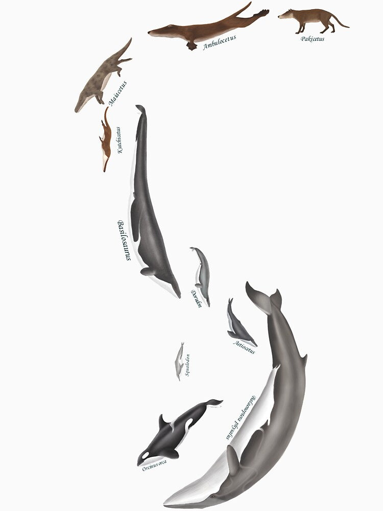 Whale evolution - prehistoric and modern whales by synapsid