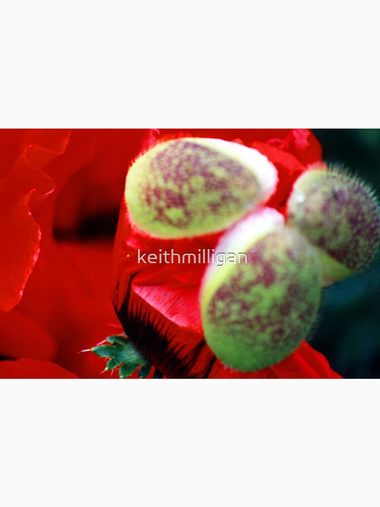 Birth of a poppy by keithmilligan