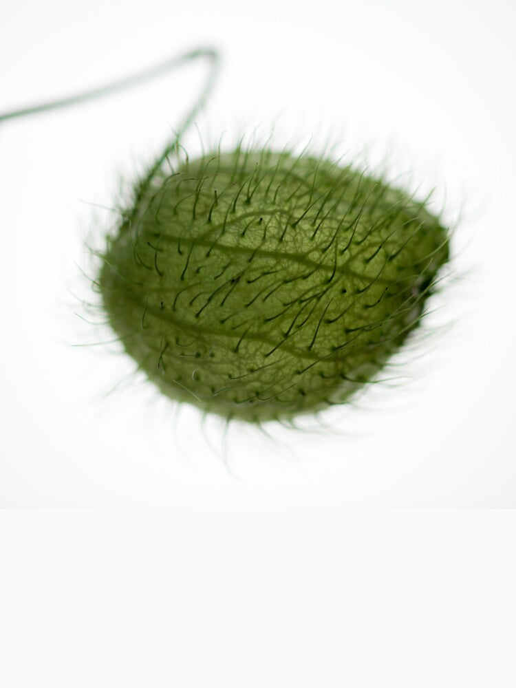 Balloon Plant by David Bowman