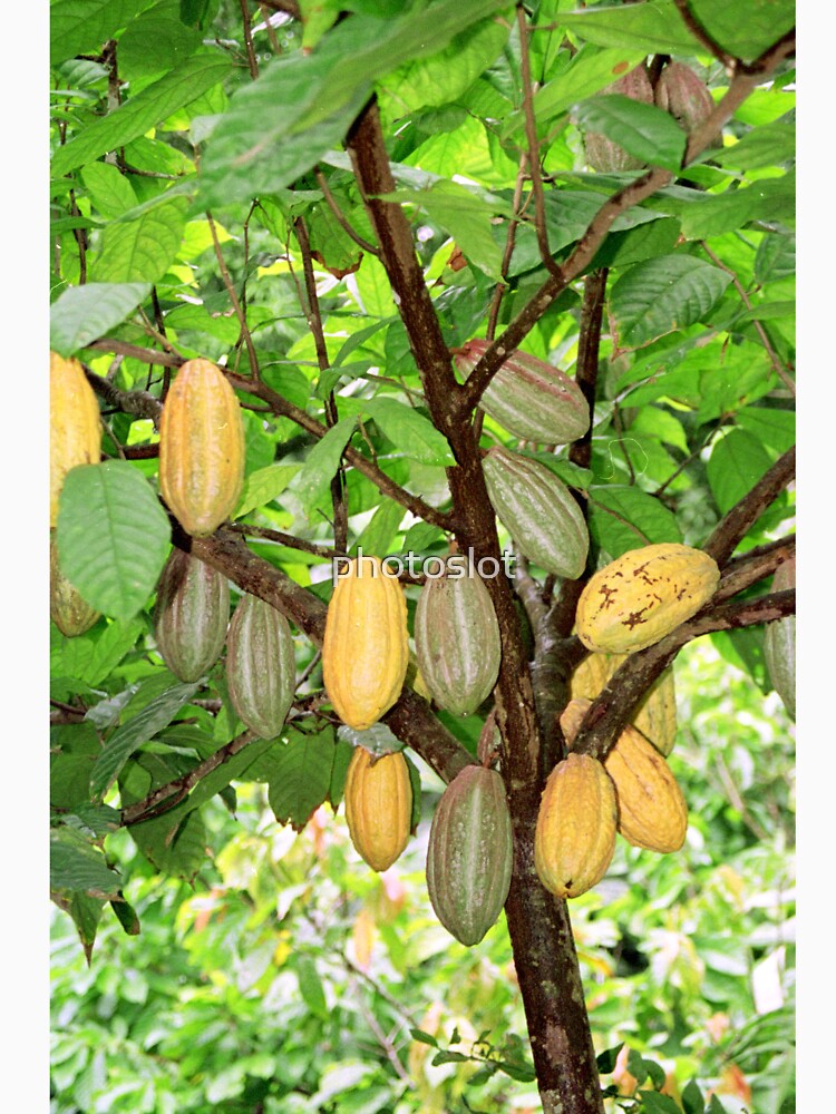 Cocoa tree with pods by photoslot