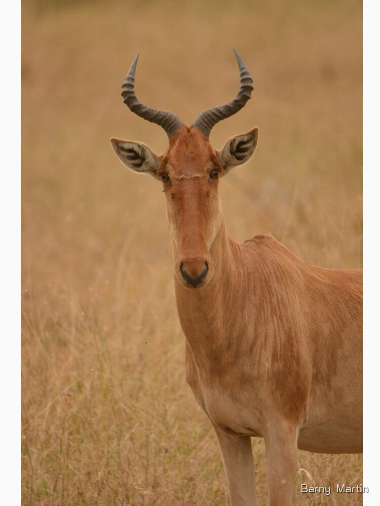 Hartebeest by Barny  Martin