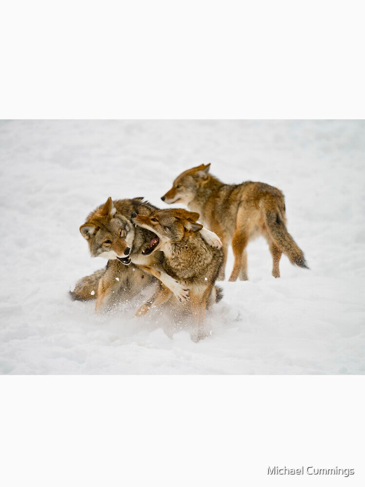 Coyotes Playing by Michael Cummings