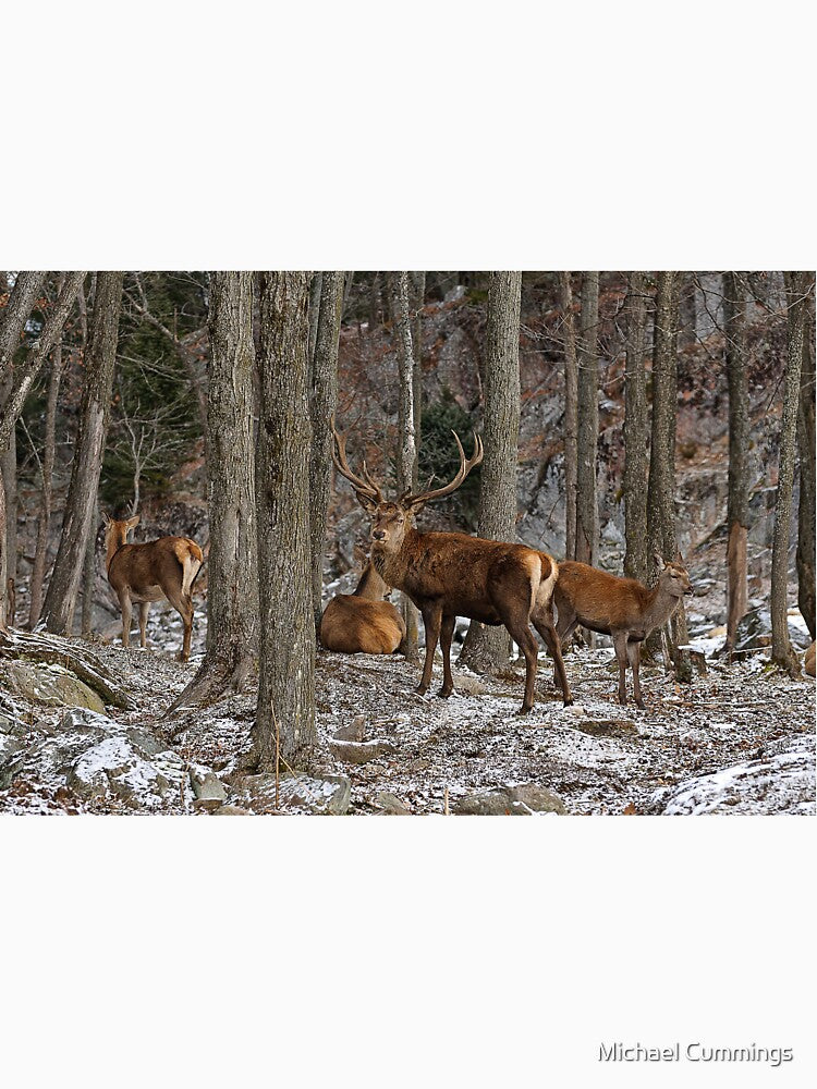 Elks In The Woods by Michael Cummings