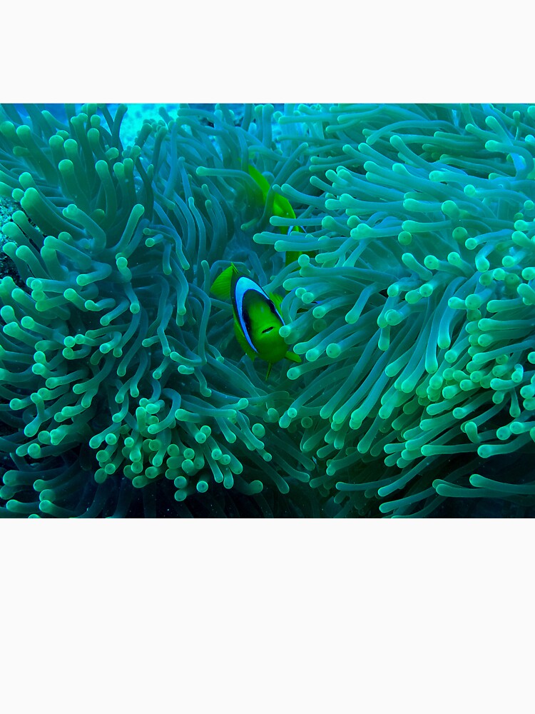 Clownfish by likbatonboot
