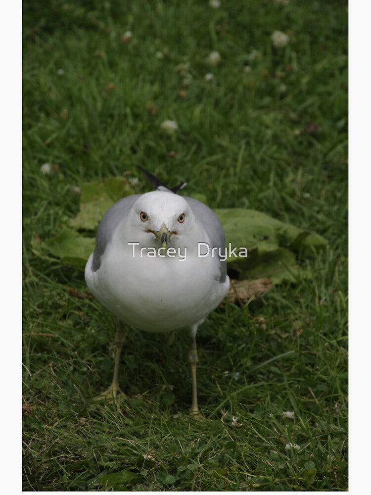 Don't mess with Me!!! - gulls, Ottawa, Ontario by Tracey  Dryka