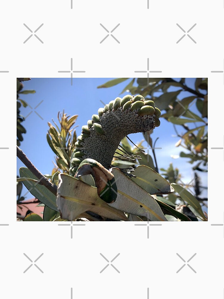Banksia Nut by KazM