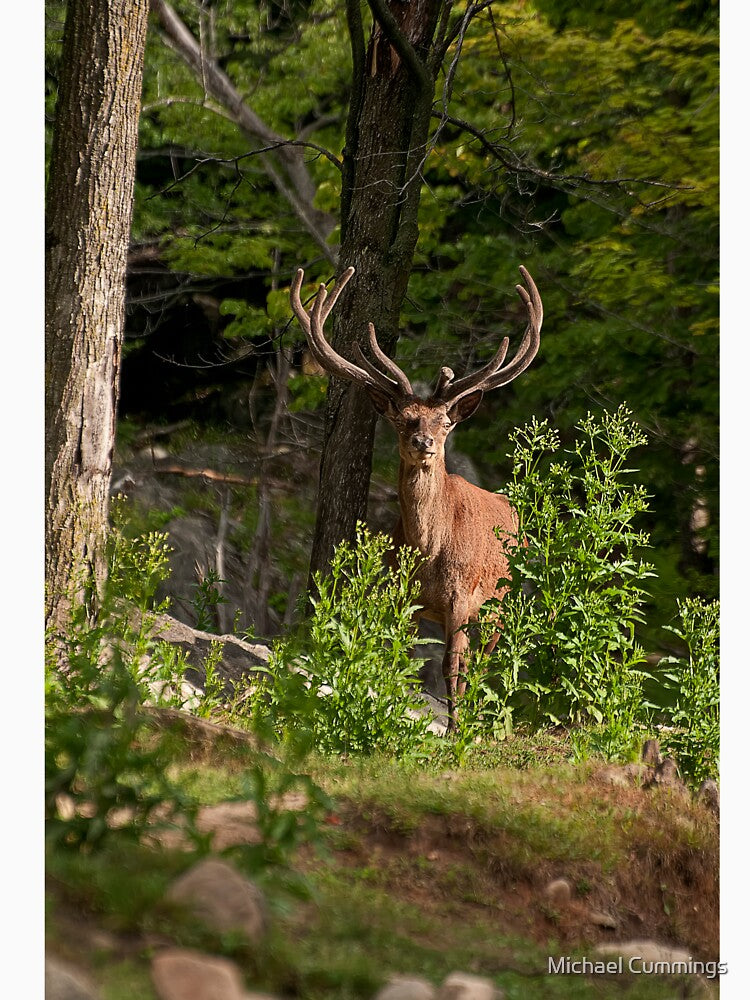 Bull Elk by Michael Cummings