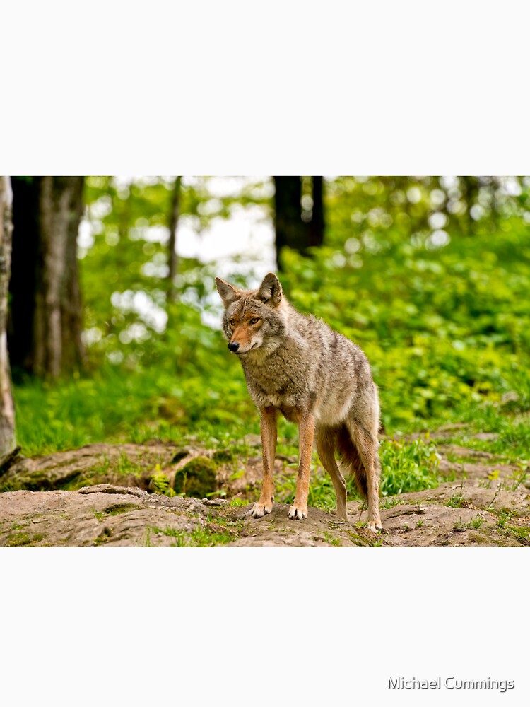Coyote by Michael Cummings
