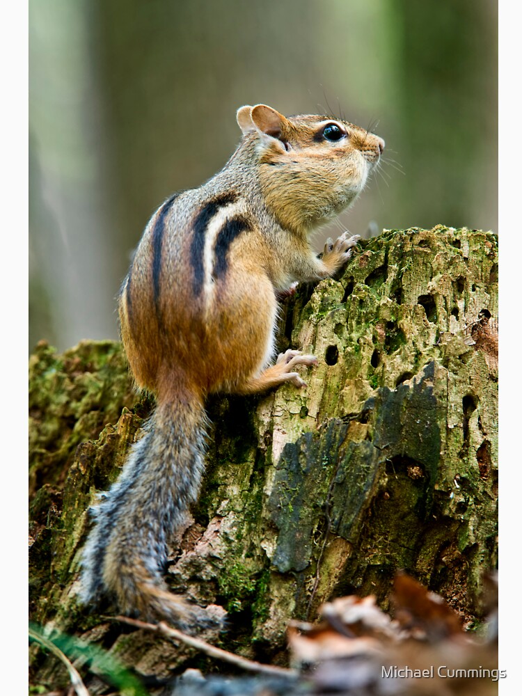Chipmunk by Michael Cummings