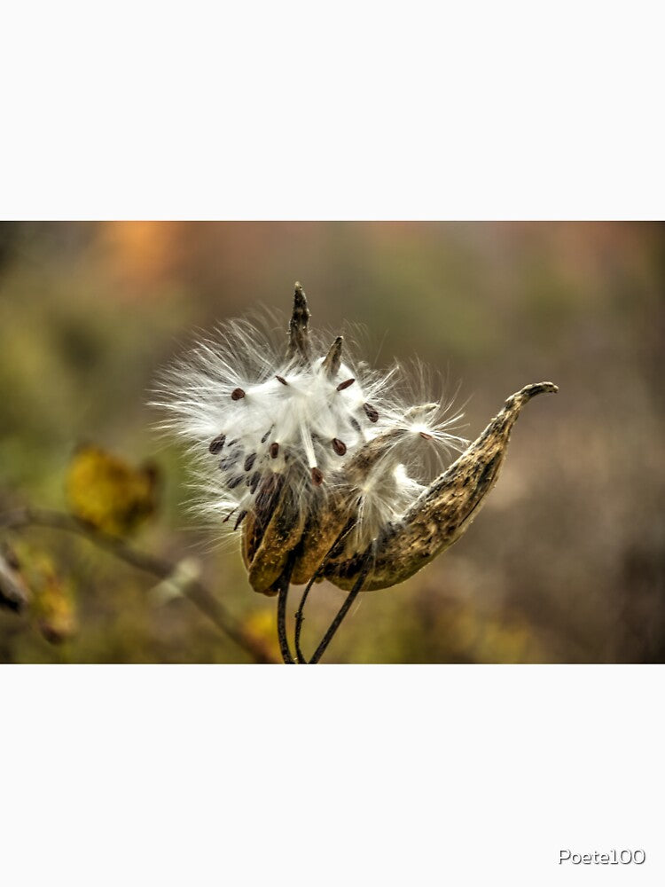 Milkweed Seed Pod !!! by Poete100