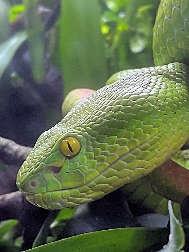 WHITE LIPPED VIPER 1 by BOLLA67