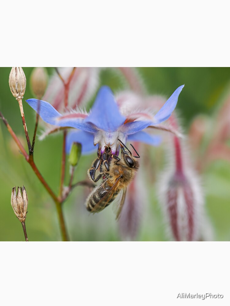 flower bee by AliMarleyPhoto