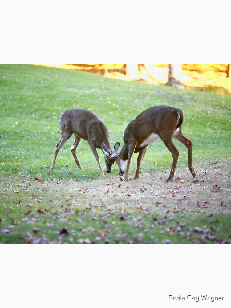 White tail Deer by Enola Gay Wagner