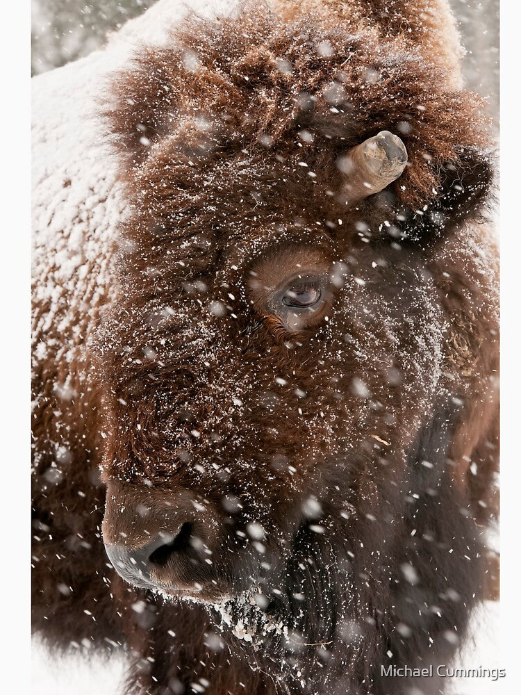 Bison by Michael Cummings