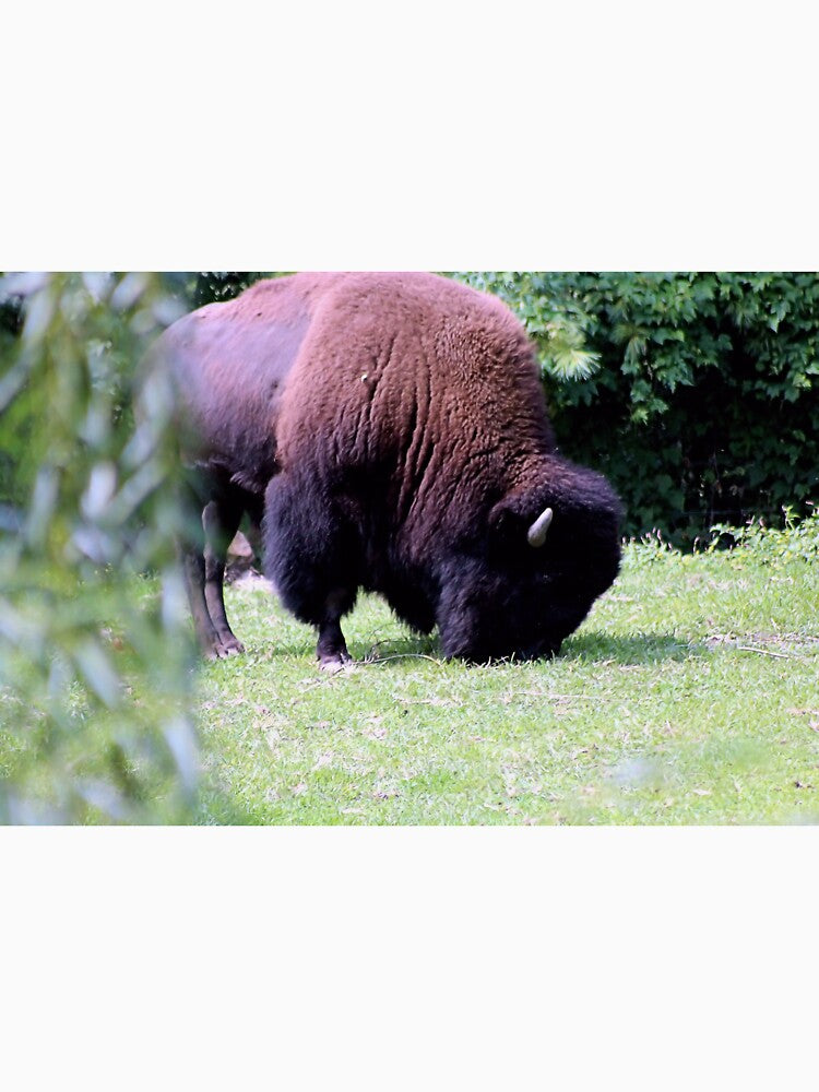 GRAZING BISON by BOLLA67
