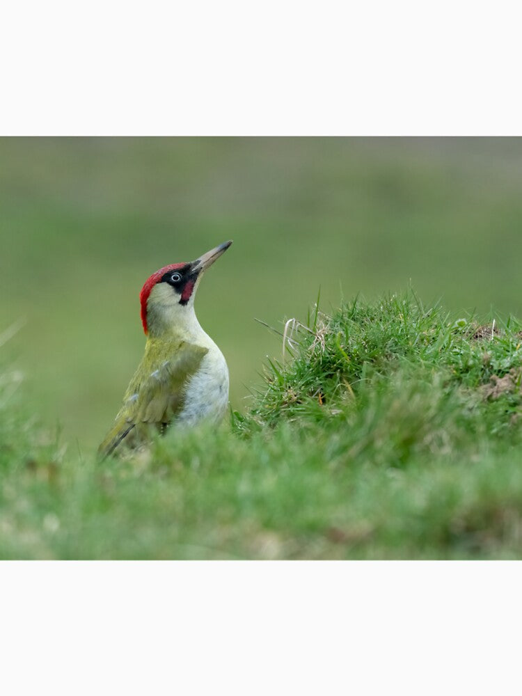 Green Woodpecker by JackBranscombe