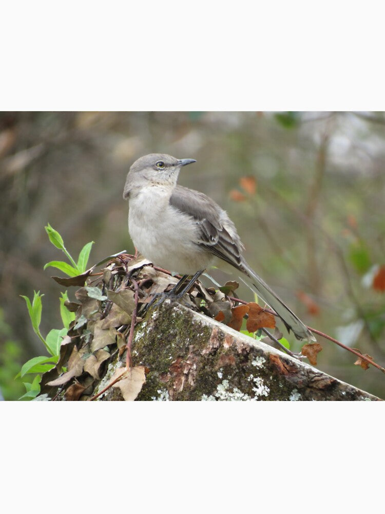 have you seen the mockingbird? by Surreybirder