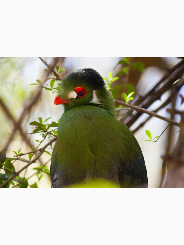 Turaco by Jacquelie
