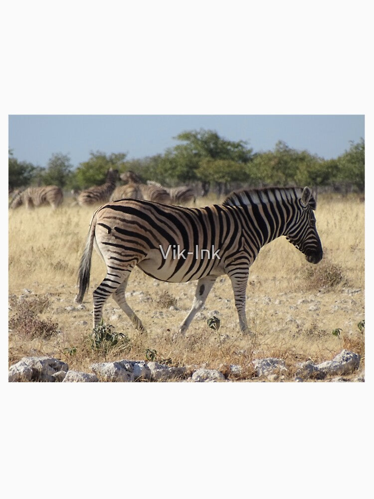 Zebra - Etosha, Nambia wildlife photography by Vik-Ink
